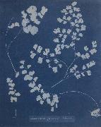 Anna Atkins Adiantum Capillus Venerum oil painting artist